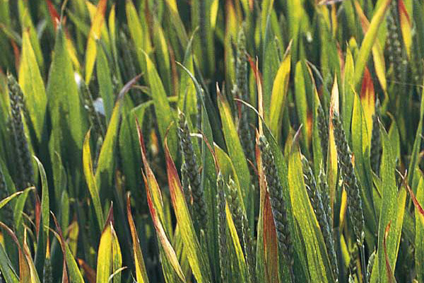 Piticirea galbenă a orzului