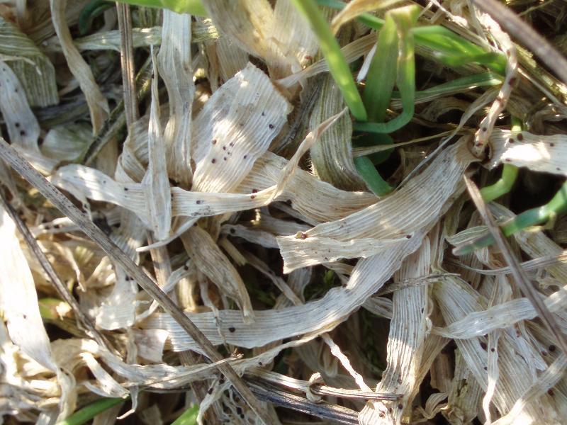 Mucegaiul de zăpadă