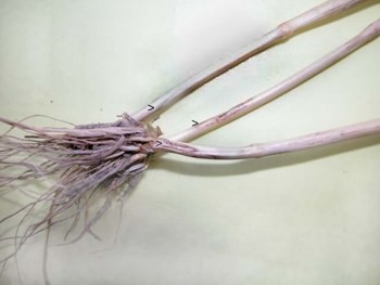 Pătarea în ochi a bazei tulpinii