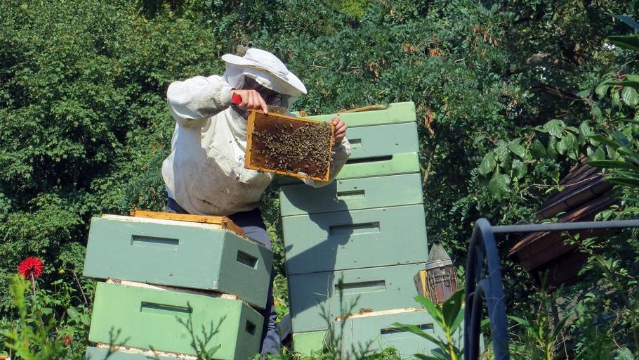 Sprijinul sectorului apicol în atenția Comisiei Europene