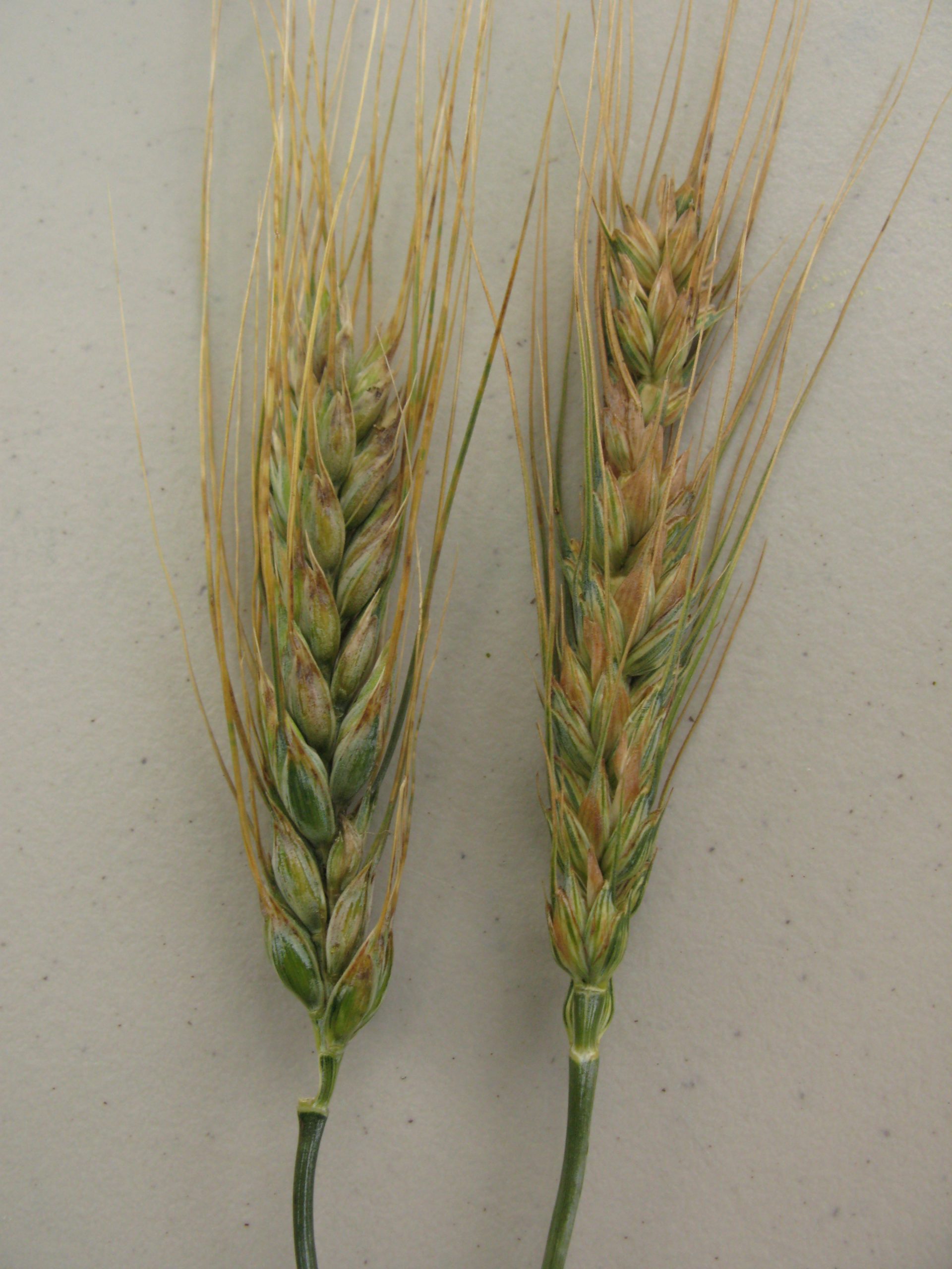 Înnegrirea bacteriană