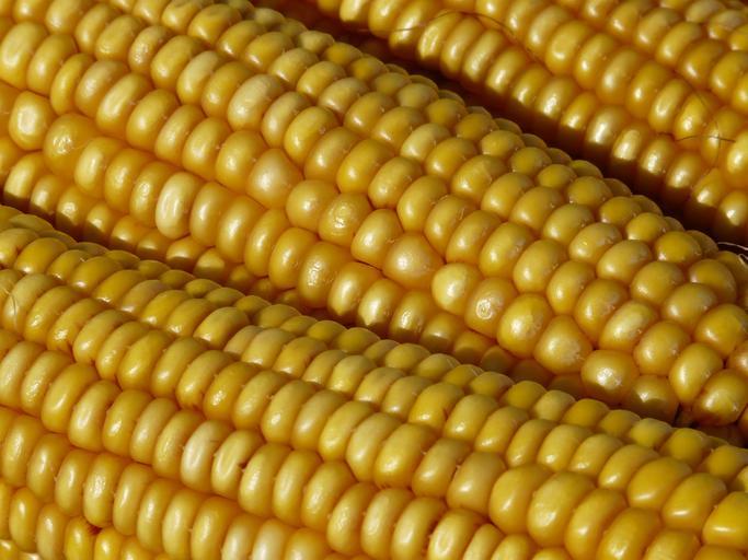 Producţia de porumb boabe, stiri agricole