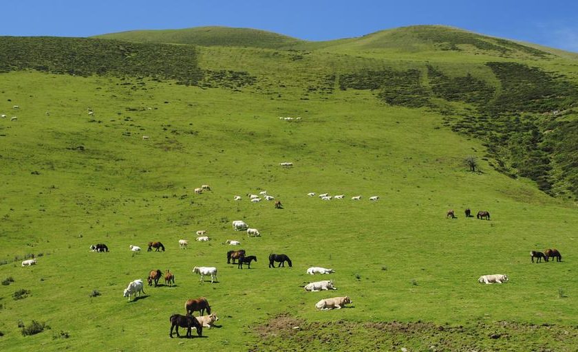 Producția de lapte de vacă, capră și oaie în Franța în 2022. Efectivele de vaci, capre și oi din Franța monitorizate. Stiri agricole. Pășuni și fănețe