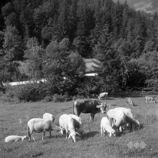 exportul de rumegătoare din România în Israel, stiri agricole