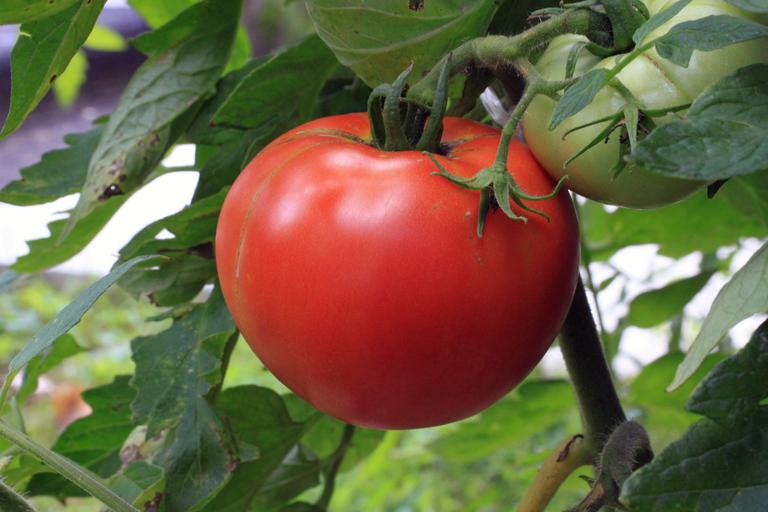 Întâlniri cu reprezentanții mediului asociativ din sectorul vegetal