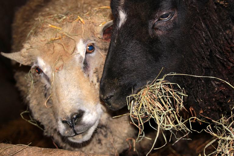 180 de oi salvate de pe nava scufundată în portul Midia, stiri agricole