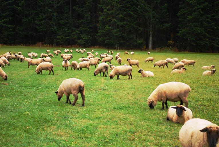 Asociatia Profesionala a Ciobanilor organizeaza in 30 ianuarie 2020, ora 11, la Sibiu, dialogul "Fermierii Veritabili" din sectorul ovin si ministerul agriculturii.