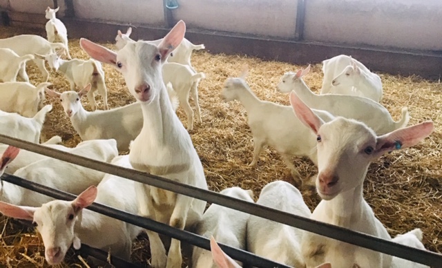 Automatizarea sprijina eficiența fermelor; Automatizarea joacă un rol din ce în ce mai mare în îmbunătățirea calității vieții animalelor și a fermierilor., stiri agricole, subventii