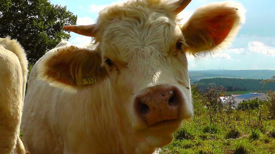 APIA: Rasele de taurine de carne care pot lua Sprjinul Cuplat Zootehnic, Reamintim ca în anul 2019 cuantumul pentru SCZ a fost de 237,4446 euro/cap, subventii apia, stiri agricole