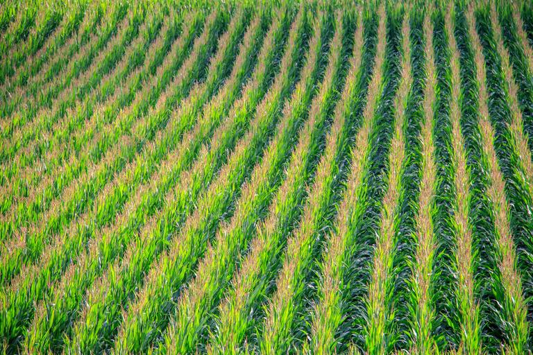 Hibridul de porumb F423 inregistrat in anul 2015 si face parte din grupa hibrizilor semitardivi FAO 401-500, se recomanda a se cultiva in sud-est si vest, seminte fundulea, genetica romaneasca