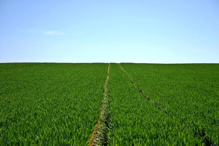 Rezistența plantelor la stresul termic si vulnerabilitatea plantelor rănite la agenții patogeni. este important ca frunzele plantelor să fie sanătoase, stiri agricole