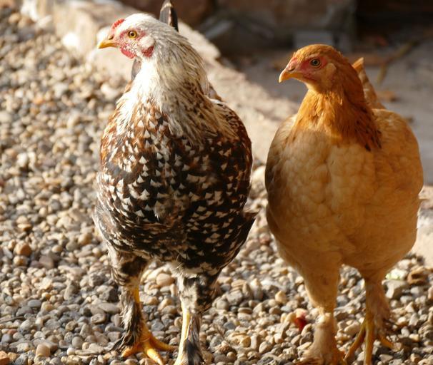 APIA efectuează plata beneficiarilor Măsurii M215; Suma totală autorizată la plată este 8,283,571 euro pentru un număr de 48 de beneficiari, stiri agricole