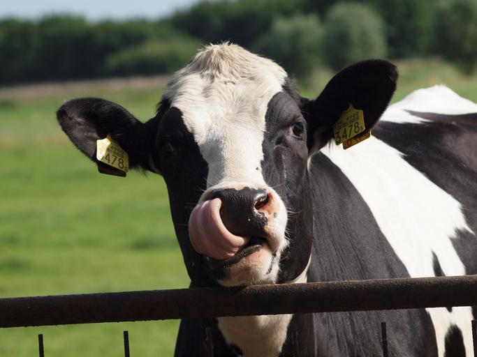 APIA eliberează adeverințe pentru beneficiarii Măsurii 14 - Bunăstarea animalelor începând de luni, 09 martie 2020; prin adeverință se confirmă valoarea de 75% din valoarea sumei solicitate în cererea de plată aferentă anului de angajament 2020, subventii apia, stiri agricole