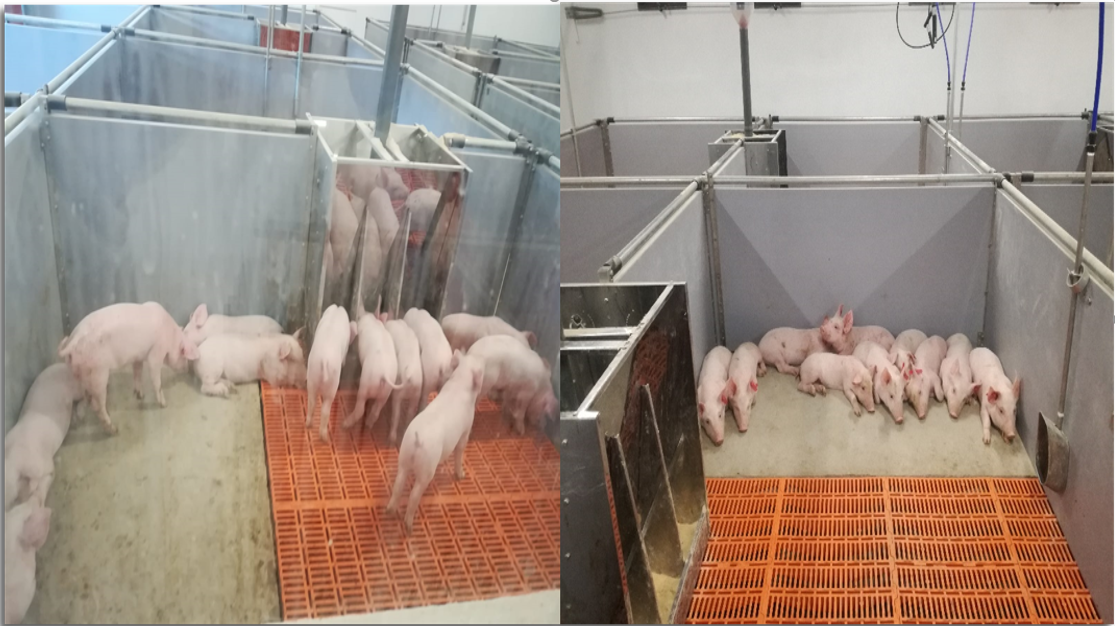 purcei în criza de înţărcare, stiri agricole