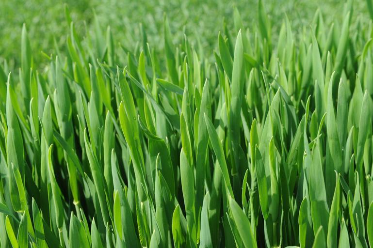 Principalele boli grâului de toamnă: Făinarea grâului, septorioza, Rugina grâului - Rugina brună -Rugina galbenă- Rugina neagră; stiri agricole