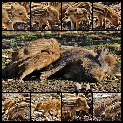 Taranul acuzat pentru raspandirea pestei porcine africane; Vladimir Mănăstireanu, consultant politici publice şi fost preşedinte al ANSVSA acuza taranii, stiri agricole