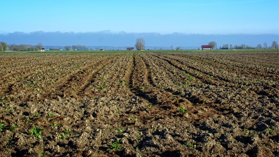 Comisia AGRI în dialog cu Comisia Europeană; luarea unor serii de măsuri concrete pentru sectorul agricol pe fondul pandemiei COVID-19; stiri agricole