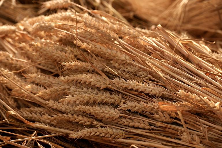 Interzicem exportul de cereale desi mare parte din recolta a fost vanduta; protecţionism alimentar; Egiptul principalul importator al grâului; stiri agricole