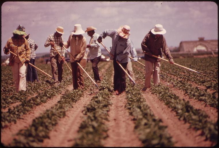 Muncitorii sezonieri romani salveaza recolta, dar oare sunt in siguranta? lucratorii sezonieri ar fi tratati ca niste "oameni de mana a doua" stiri agricole