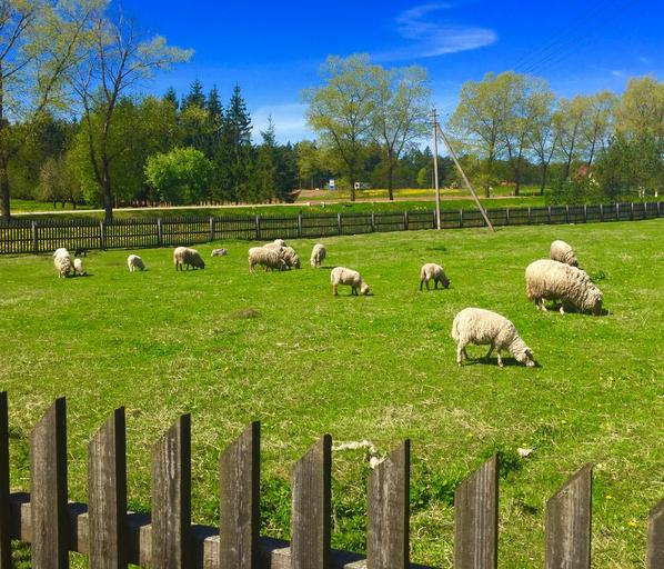 Adeverințe obligatorii pentru subvențiile din zootehnie transmise direct de ANZ catre APIA; crescatorii de animale trebuie sa urmeze urmatorii pasi; stiri agricole
