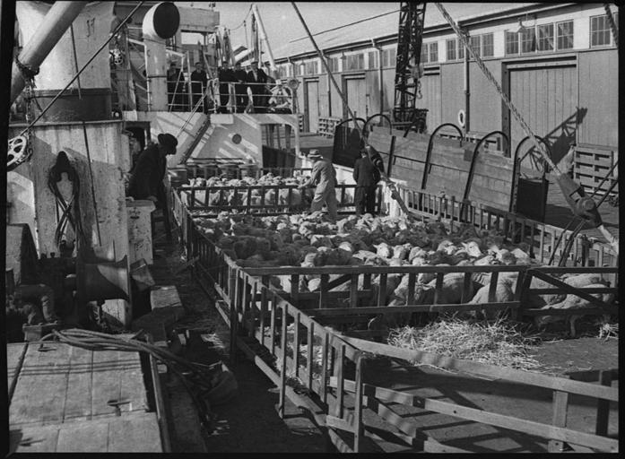 Probleme la transportul naval al animalelor; Comisia Europeana - misiune de audit în România pentru evaluarea bunăstării animalelor; stiri agricole