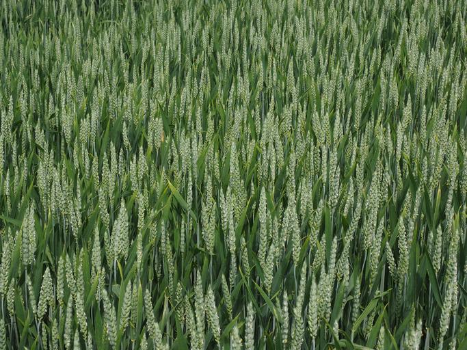 Impactul măsurilor de interzicere a exporturilor de cereale asupra pieței și activității agricole în România; caracteristici piata; stiri agricole
