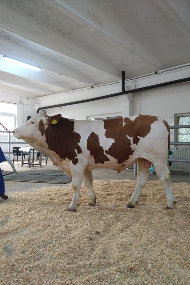 o nouă bonitare a taurilor de Bălțată Românească. Intalnire a specialiștilor ACVBR-SIM, ANZ și Semtest Craiova; tauri de Bălțată Românească; stiri agricole