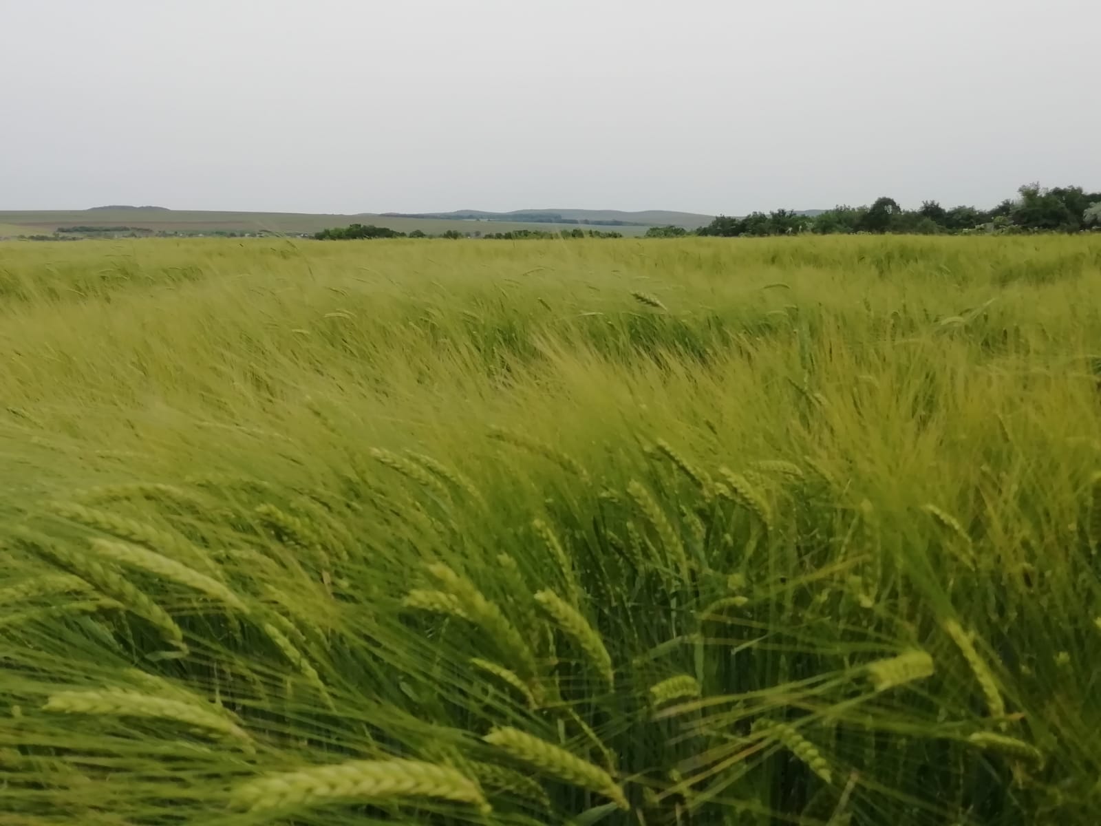 Romania va fi afectata de reducerea pesticidelor (cu 50%), reducerea fertilizanților (cu 20%) și de creșterea suprafeței agricole cultivate ecologic; stiri agricole