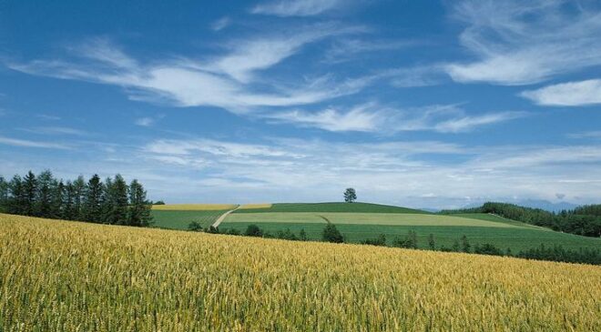 Comisia UE: Orientati-vă spre culturile bio! Noua politică agricola pentru triplarea suprafetelor agricole cultivate bio până în 2030; stiri agricole