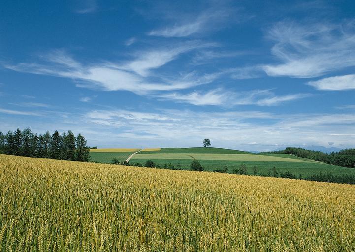Comisia UE: Orientati-vă spre culturile bio! Noua politică agricola pentru triplarea suprafetelor agricole cultivate bio până în 2030; stiri agricole