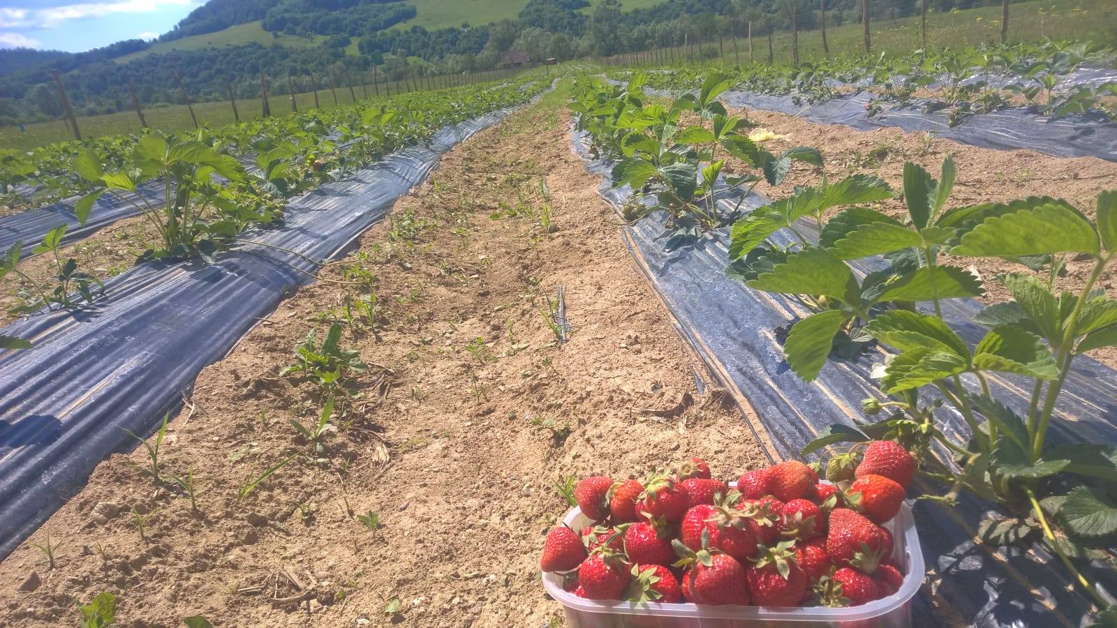 Inainte de a afirma ca un produs este scump, imaginati-va munca depusa! Ca si fermieri nu cerem nimic doar respect! stiri agricole