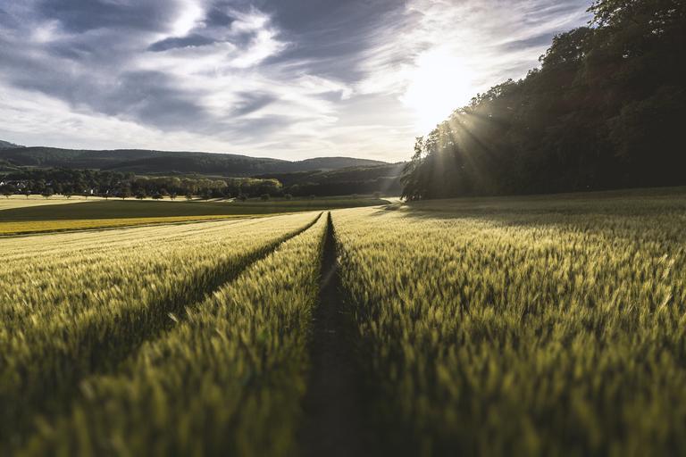 Suma pe hectar pentru sprijinul cuplat vegetal; Plafonul maxim aprobat este de 85,50 milioane euro; din dată de 18.05.2020 se vor face platile; stiri agricole