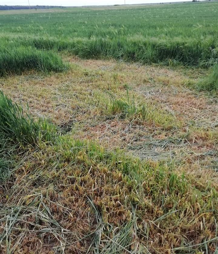Grau salvat de seceta cosit de niste netrebnici! Ion Olteanu Constantin a constatat că mai multe terenuri au fost devastate; Stiri agricole