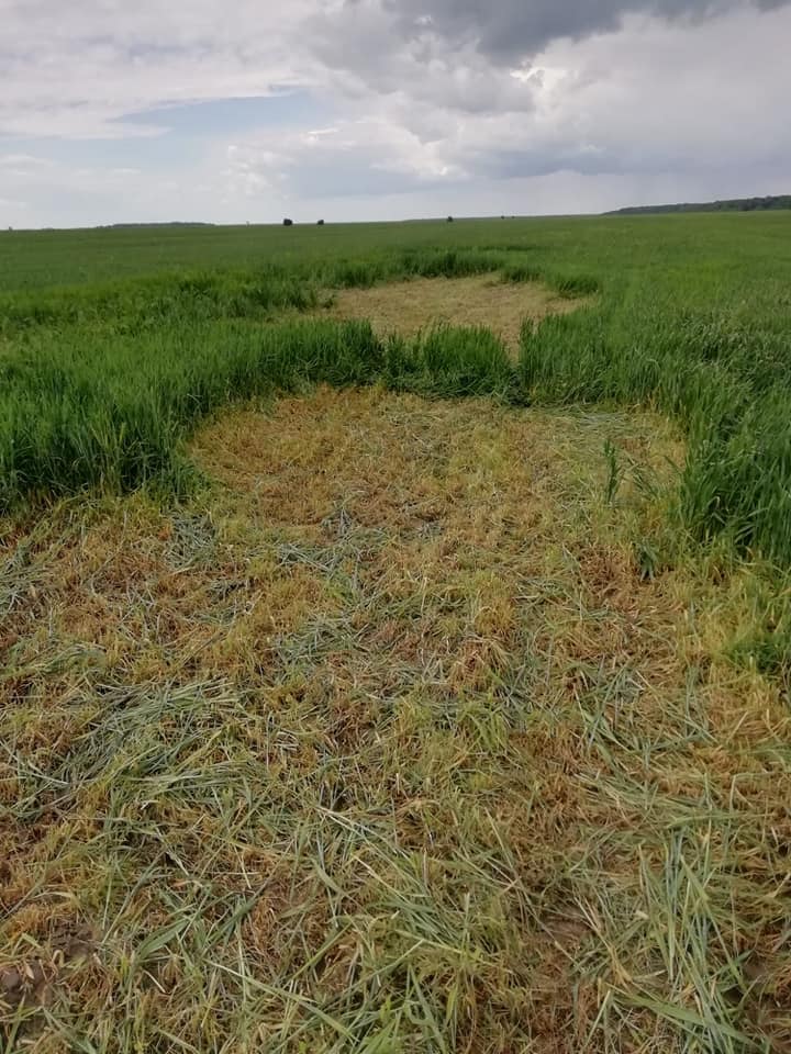 Grau salvat de seceta cosit de niste netrebnici! Ion Olteanu Constantin a constatat că mai multe terenuri au fost devastate; Stiri agricole