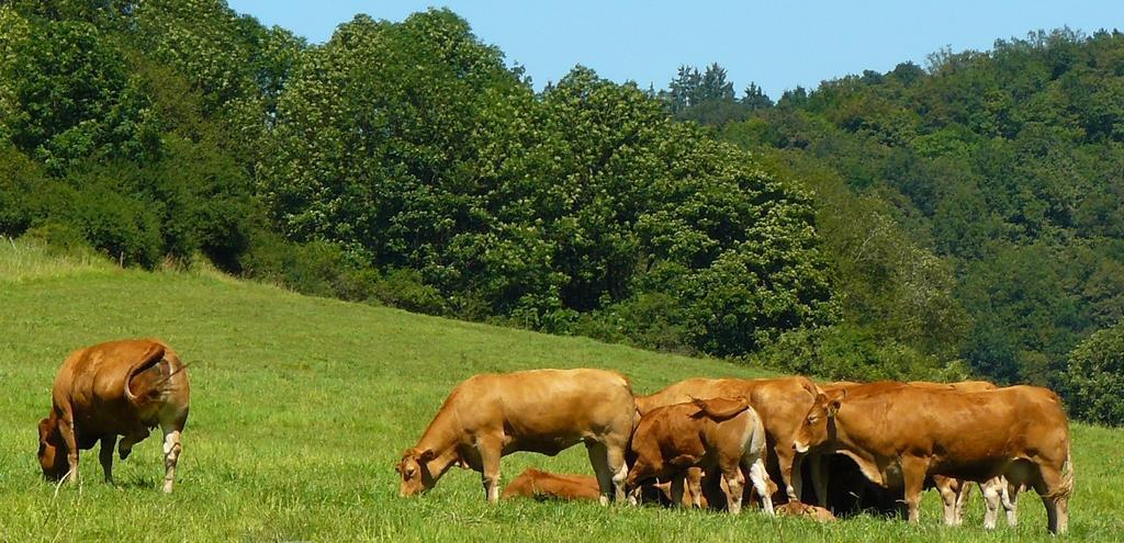 Caracatița societăților de ameliorare și falsul război cu conducerea MADR/ANZ; Hârtii pentru animale fără valoare genetică; stiri agricole