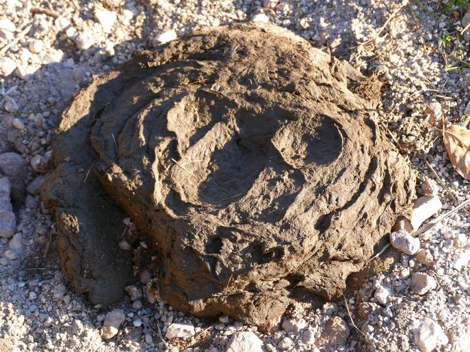Camerele agricole ar fi putut sa alunge duhoarea „legii mirosului”; Camera agricola condusa de fermiari si pentru fermieri; stiri agricole