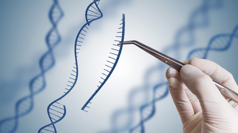 Editarea genelor reduce dependența de pesticide; diferenta intre organismele modificate genetic (OMG) și tehnologiile de editare a genelor; stiri agricole