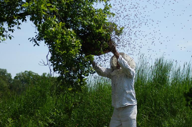 Tiametoxam-ul deși interzis in UE provoacă pagube albinelor la sud de Dunăre; intoxicații în masă ale albinelor din Bulgaria; stiri agricole