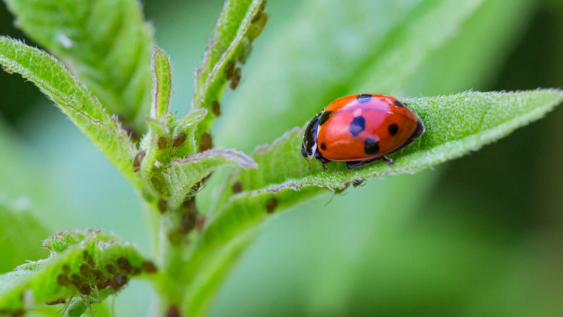 Combaterea dăunătorilor prin jocul naturii; Pesticidele biologice o alternativă ecologică, durabilă și viabilă a pesticidelor chimice; stiri agricole