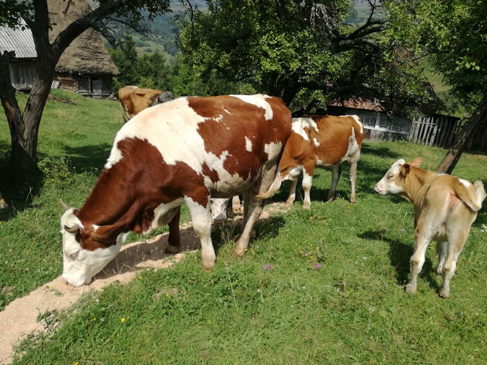Asistenta juridica pentru fermieri; Pentru a putea beneficia de aceste servicii, membrii asociatiei trebuie sa trimita o solicitare in scri; stiri agricole
