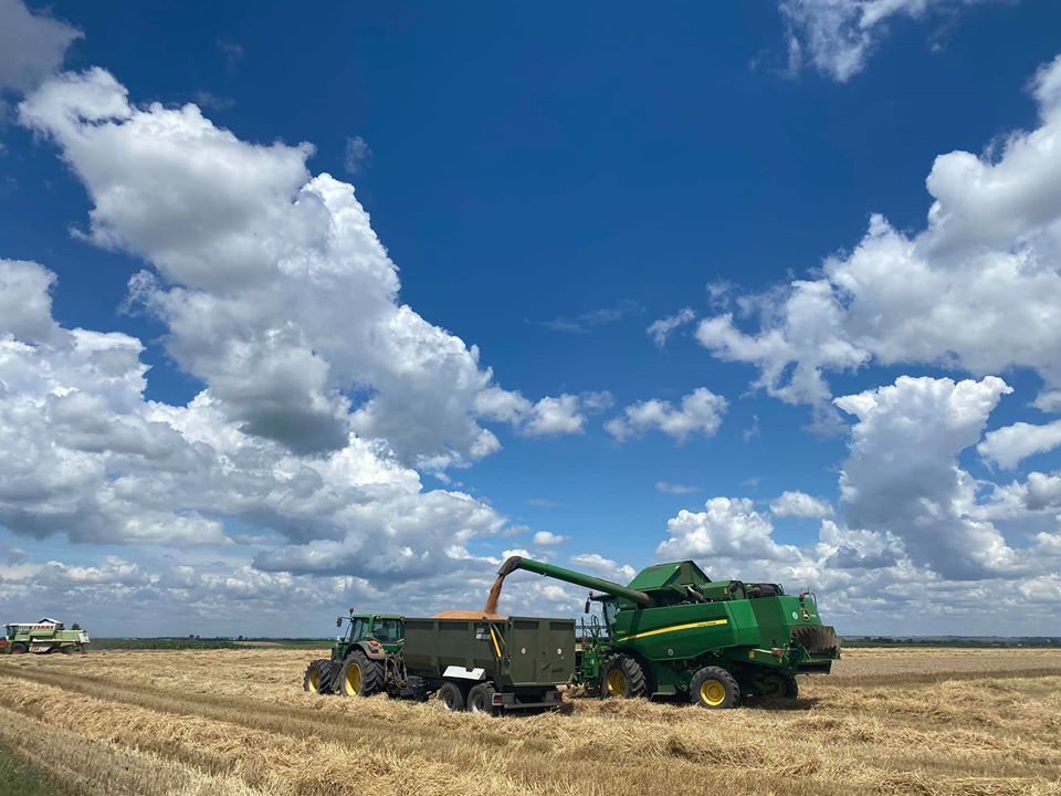 Treieratul este in toi! Grâul este o cultură la care perioada dintre recoltare şi înfiinţarea unei noi culturi este extrem de scurtă; stiri agricole