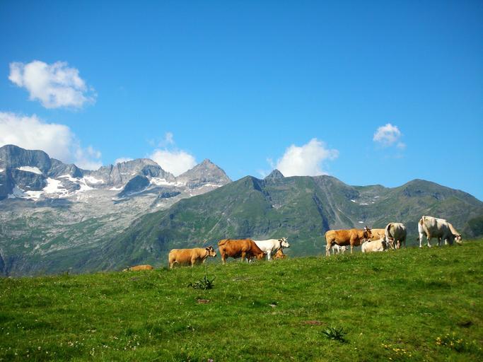 de la 5 bovine până la maxim 70 de bovine sau pentru primele 70 de bovine