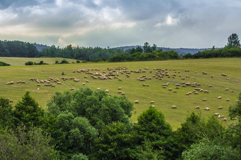 Creşterea oilor un domeniu vital al economiei româneşti; Screpia şi lipsa investiţiilor marile probleme pentru crescătorii de oi; stiri agricole