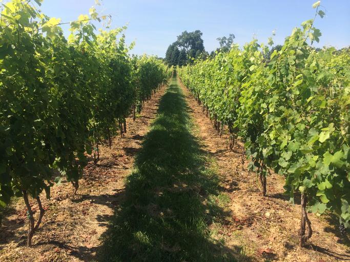 Depunere cereri de plată pentru sprijinul privind asigurarea recoltei de struguri pentru vin în perioada 2019-2020; stiri agricole; APIA