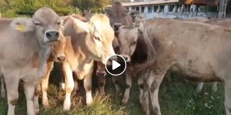 Stațiunea de Cercetare - Dezvoltare pentru Creșterea Bovinelor din Sighetul Marmației; un nucleu de taurine de rasă Brună cu potenţial biologic ridicat;