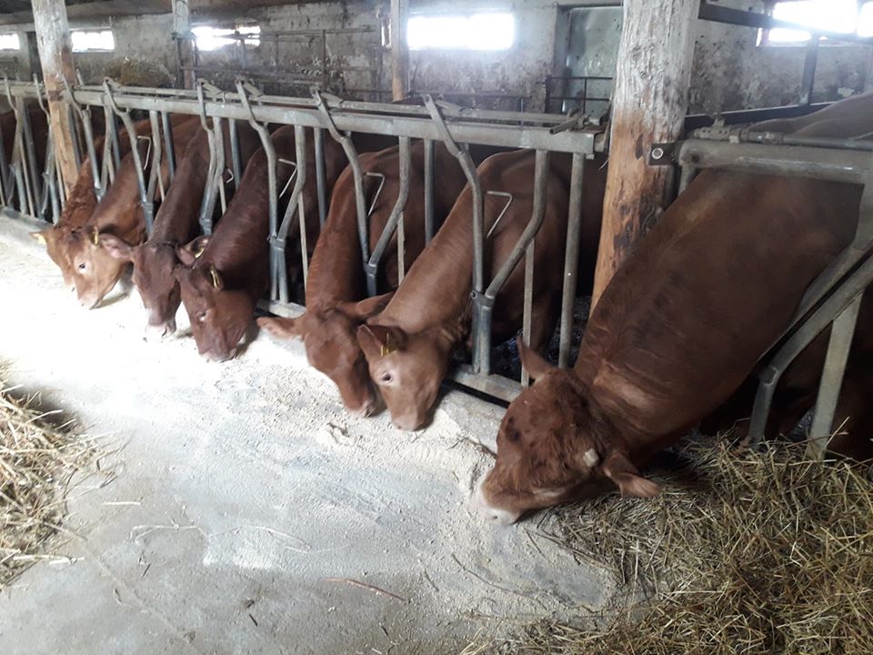 Daniel Cristea, crescator de vaci de carne: "Sectorul de îngrașăt iar pe dinafară"; Tineretul femel si mascul sub 24 luni se furajeaza si el! stiri agricole