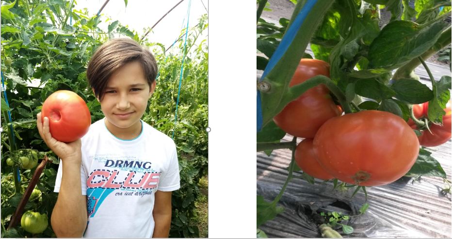 Familia Nodea de la Polovraci - există și fermieri bucuroși! 24 august 2020, tomatele noastre au primit aprobarea de a folosi mentiunea "produs montan"