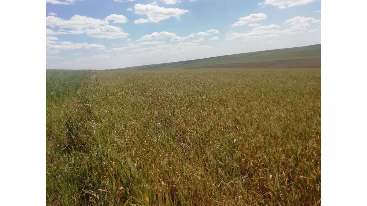 Pagubele produse de secetă în Botoșani evaluate de comisiile locale. Comisiile vor evalua şi la final vom afla un grad de afectare. Stiri agricole