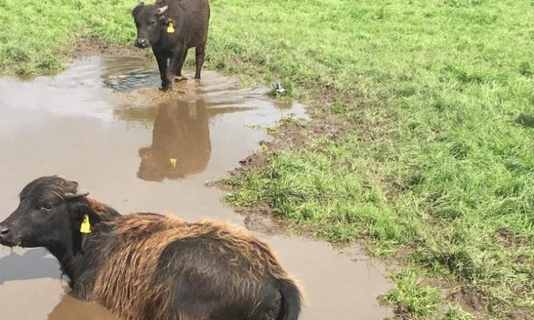 Prima vânzare de viței de bivol din Irlanda va avea loc mâine (miercuri, 3 septembrie) în Thurles Mart din Co. Tipperary. stiri agricole