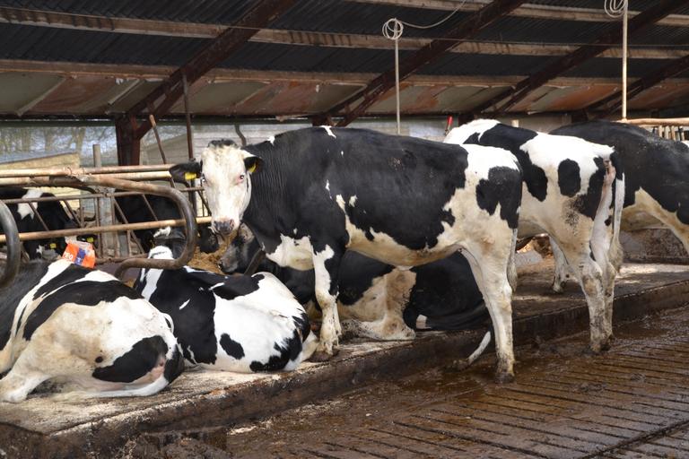 Imoral să ai un preț de ieșire de 0.25 eurocenți pe litru de lapte la poarta fermei și să îl găsești la un preț de 4 -5 ori mai mare pe raft; stiri agricole